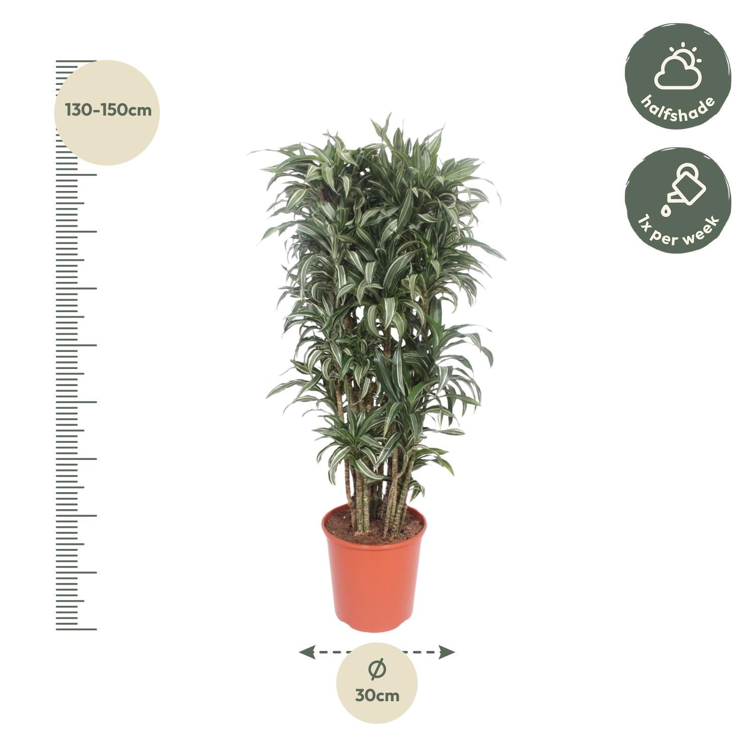 Dracaena Warneckei Compacta Zimmerpflanze