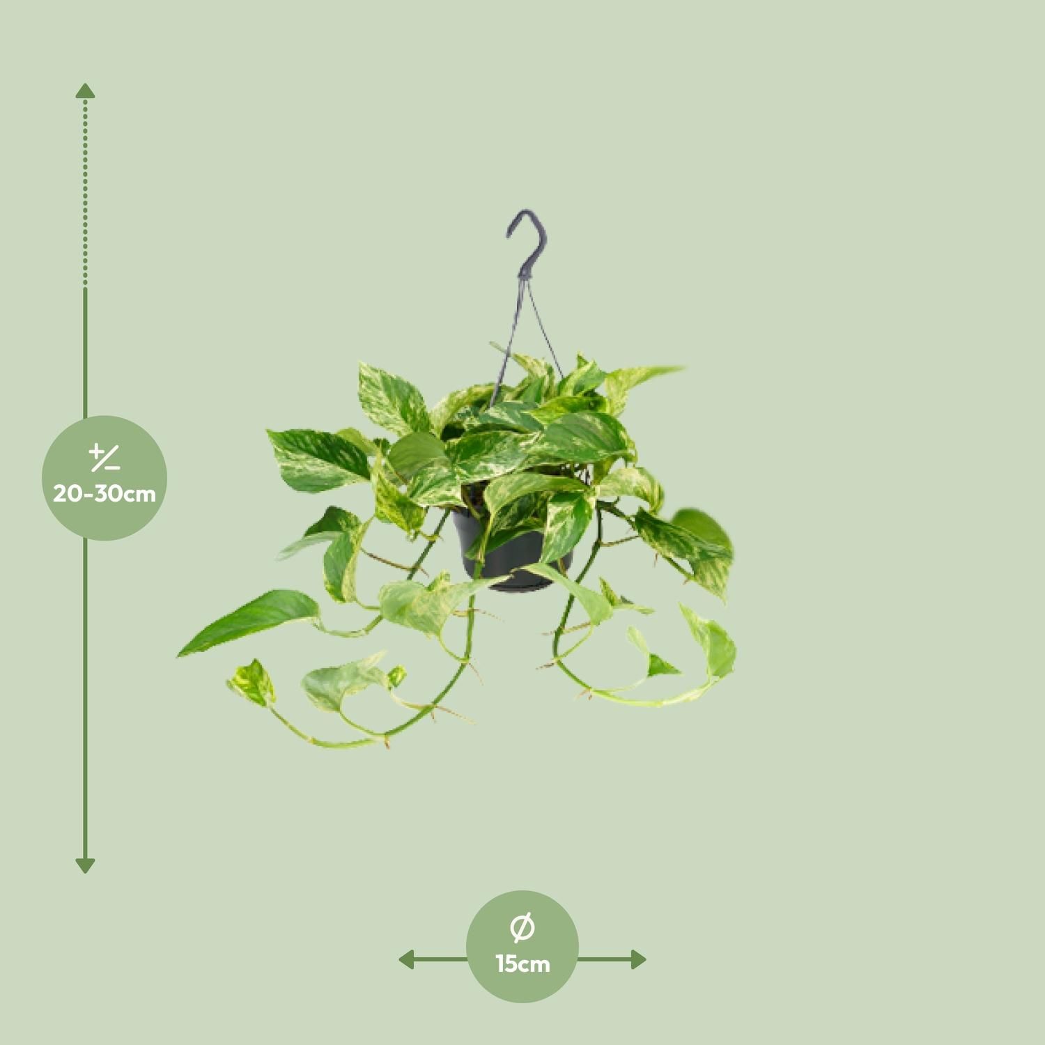 Epipremnum Marble Queen Zimmerpflanze