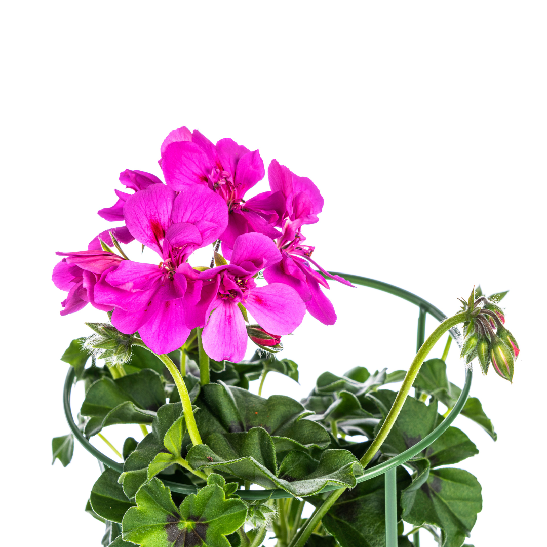 Pelargonium peltatum Violet Hängepflanze