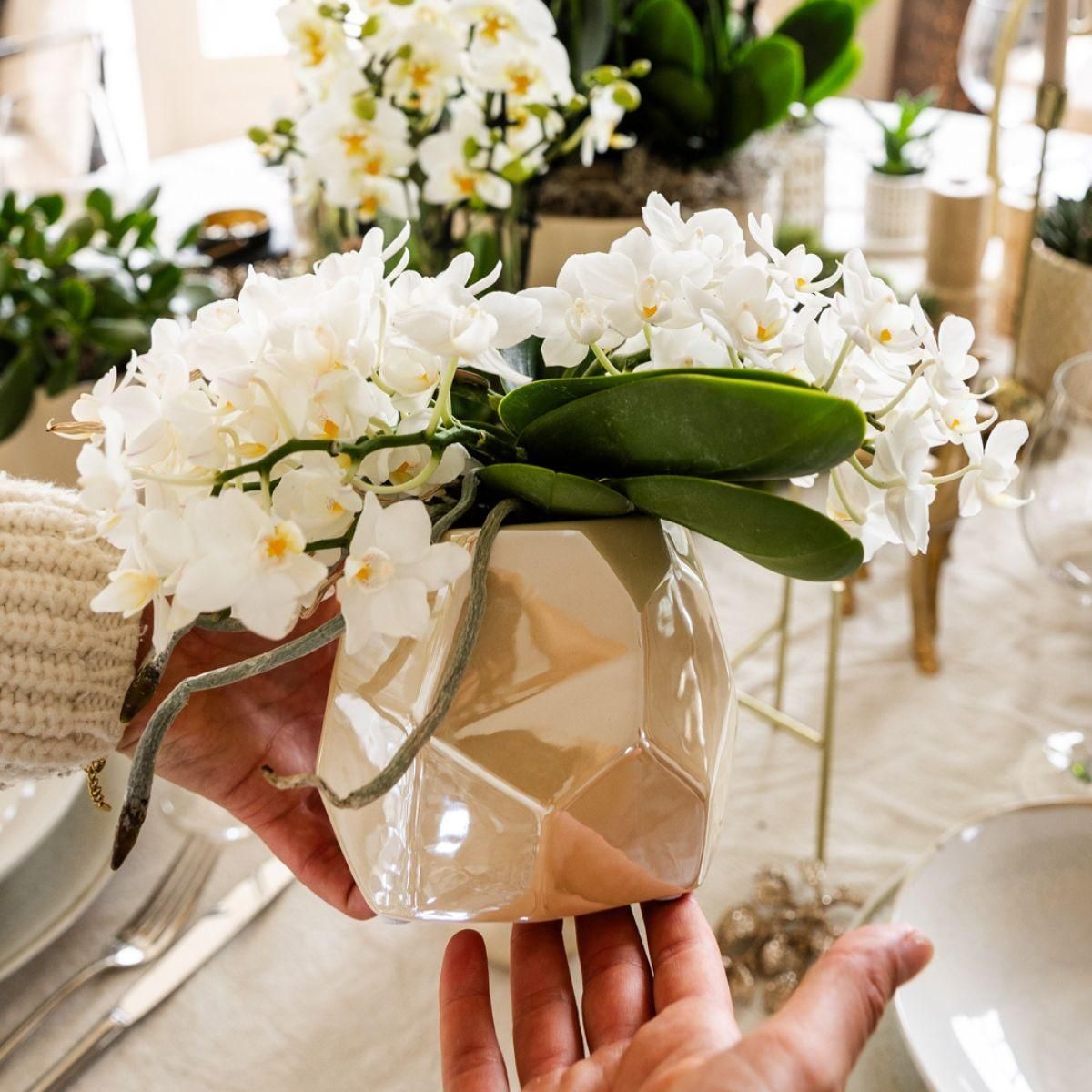 Weiße Orchidee + Pearl Dekotopf Travertine – Ø9cm Topf – Blühende Zimmerpflanze