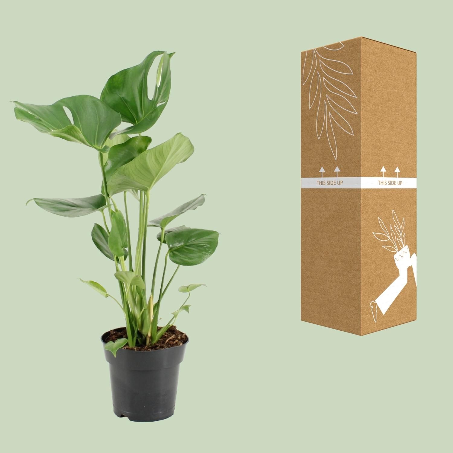 Monstera Deliciosa Zimmerpflanze