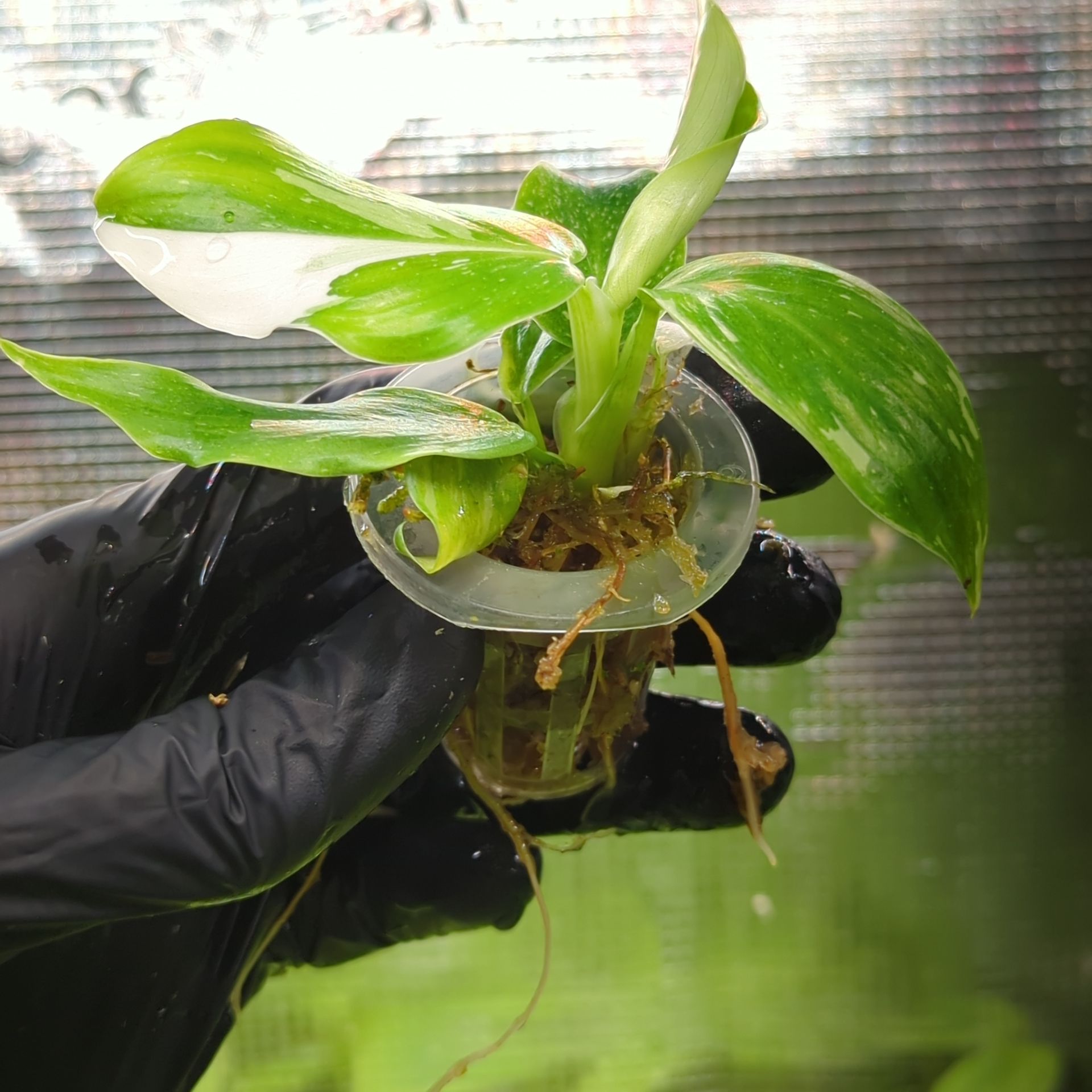 Philodendron erubescens White Princess + selbstbewässernder Übertopf