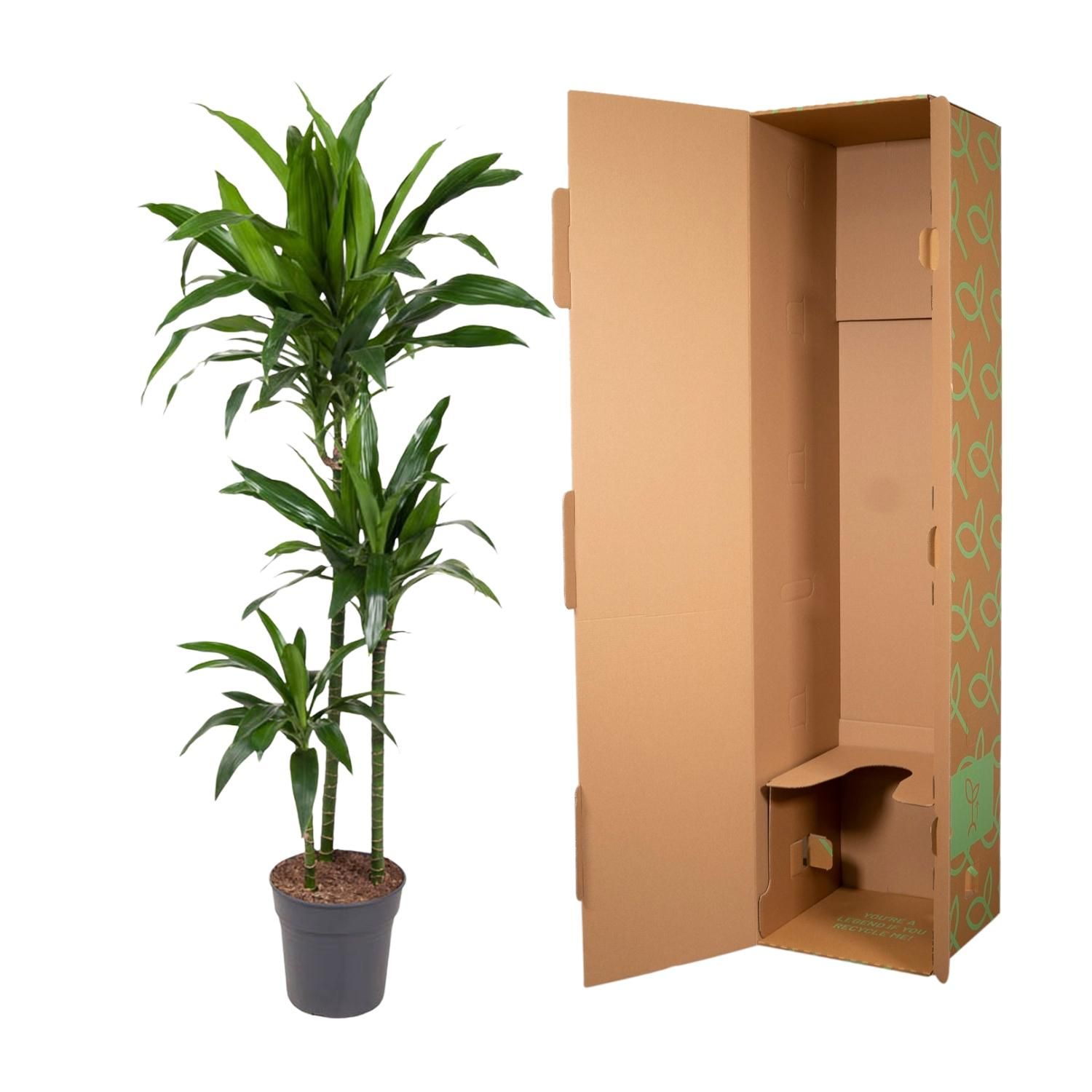 Dracaena Janet Craig Zimmerpflanze