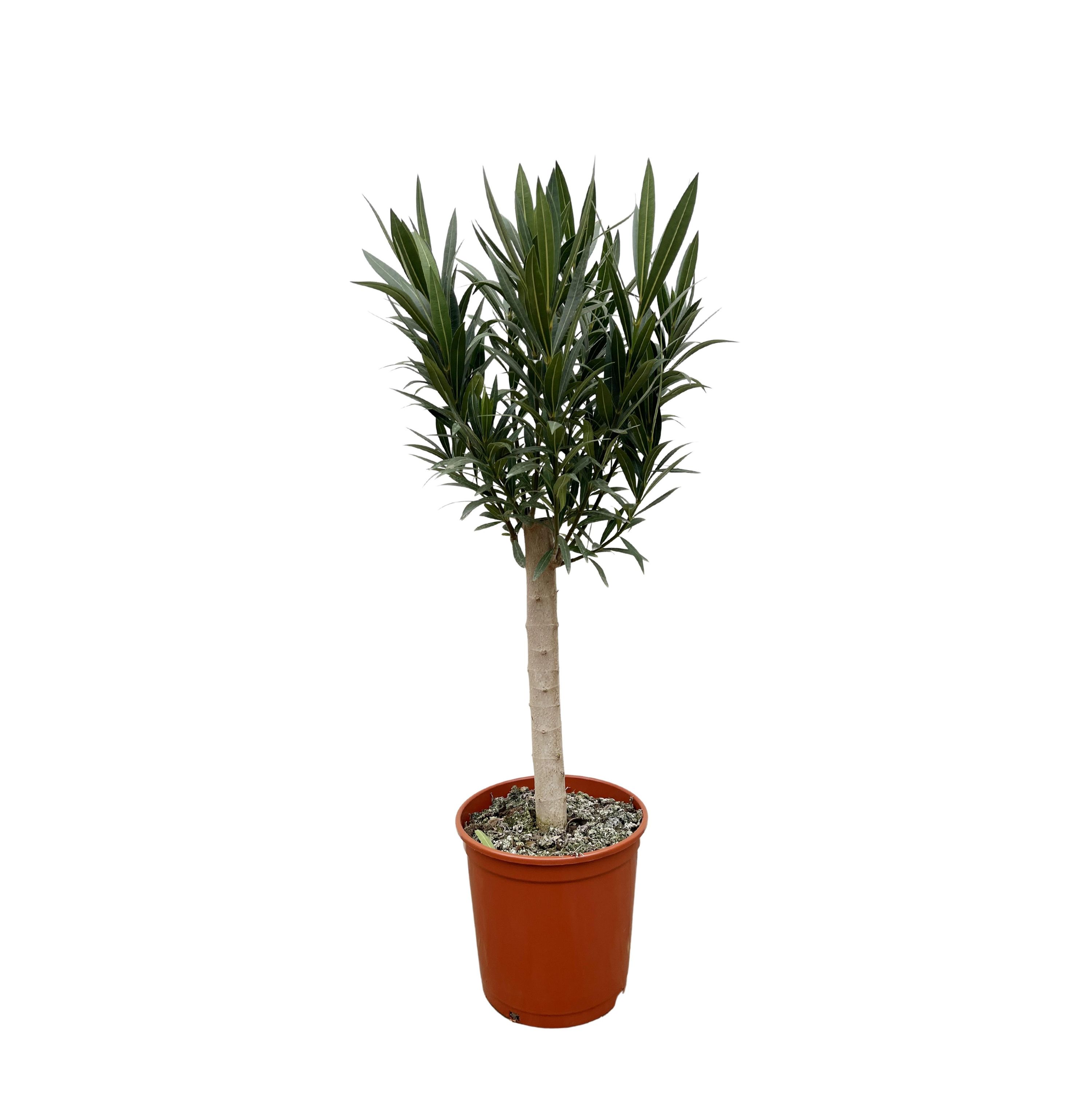 Nerium Oleander Stamm mit farbenprächtigen Blüten