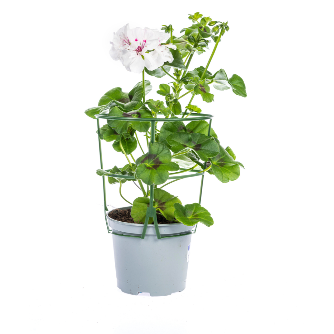8x Hängegeranien Weiß Ø12 cm — Hängende Balkonblumen für draußen