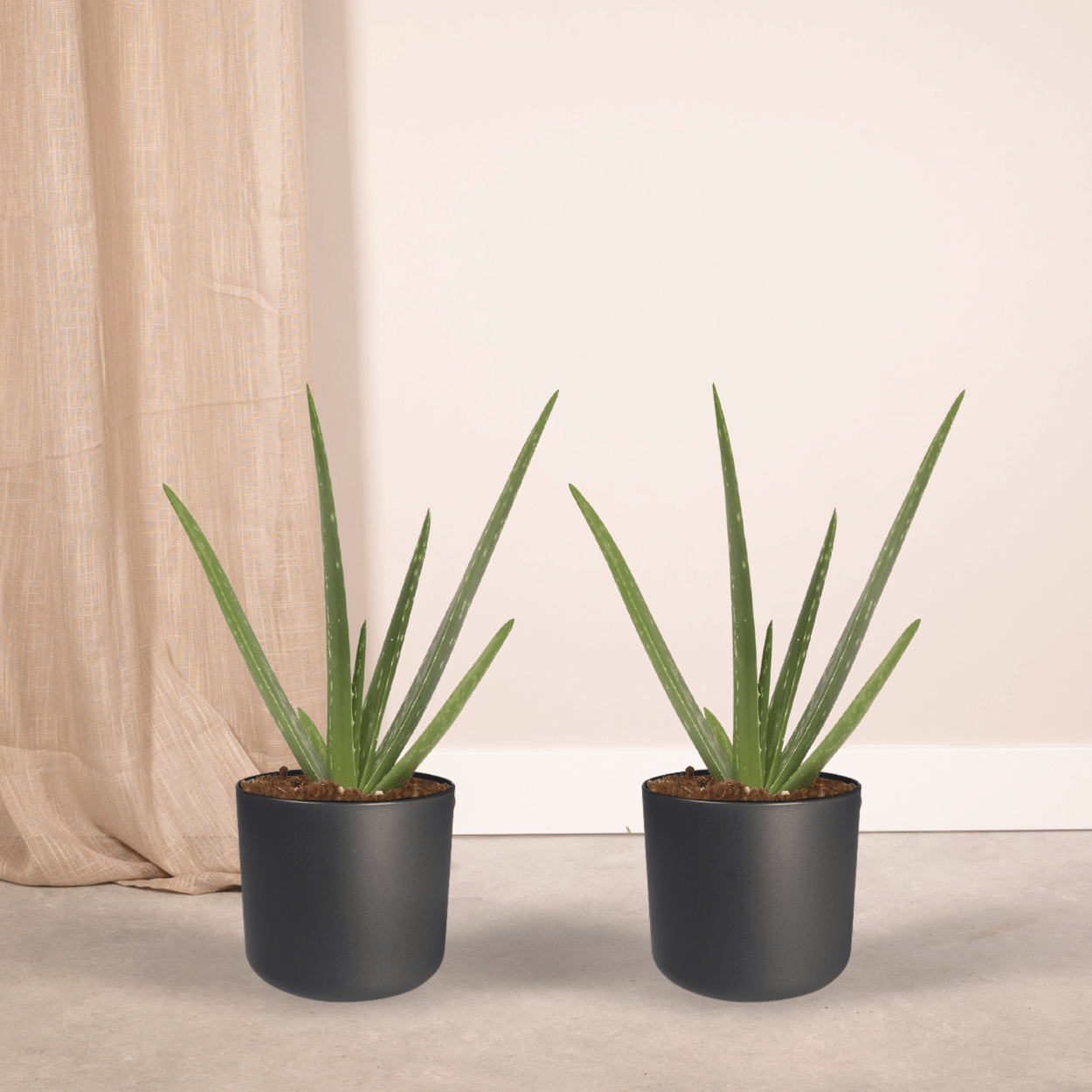 Aloe Vera Sukkulente Zimmerpflanze