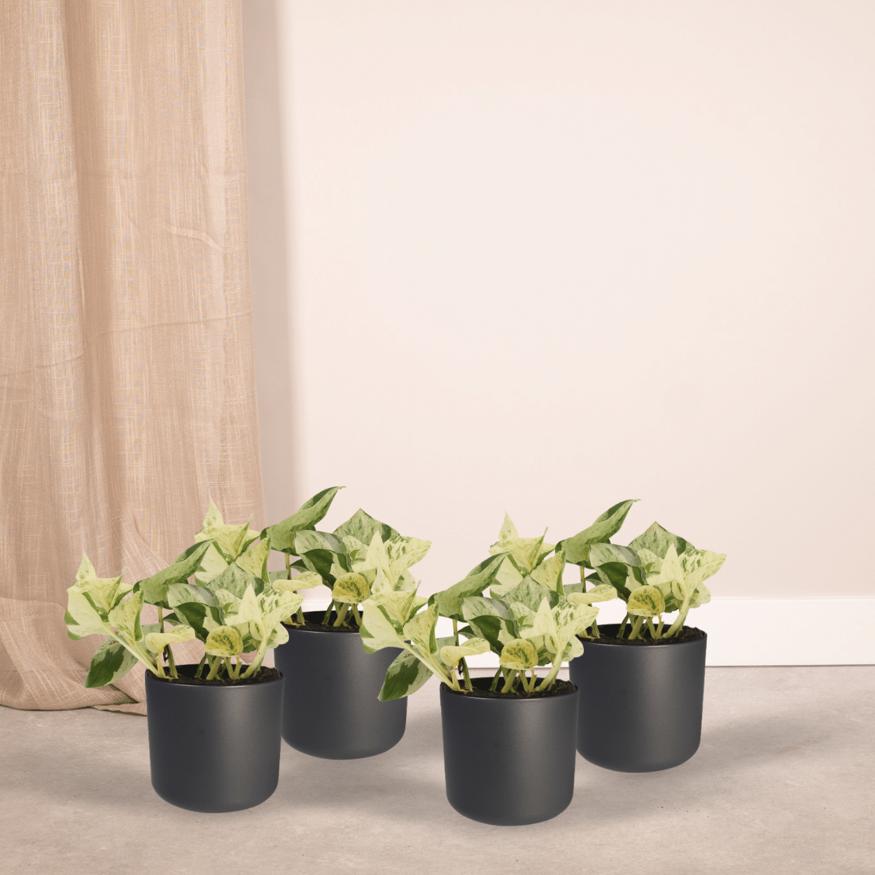Epipremnum Happy Leaf Zimmerpflanze