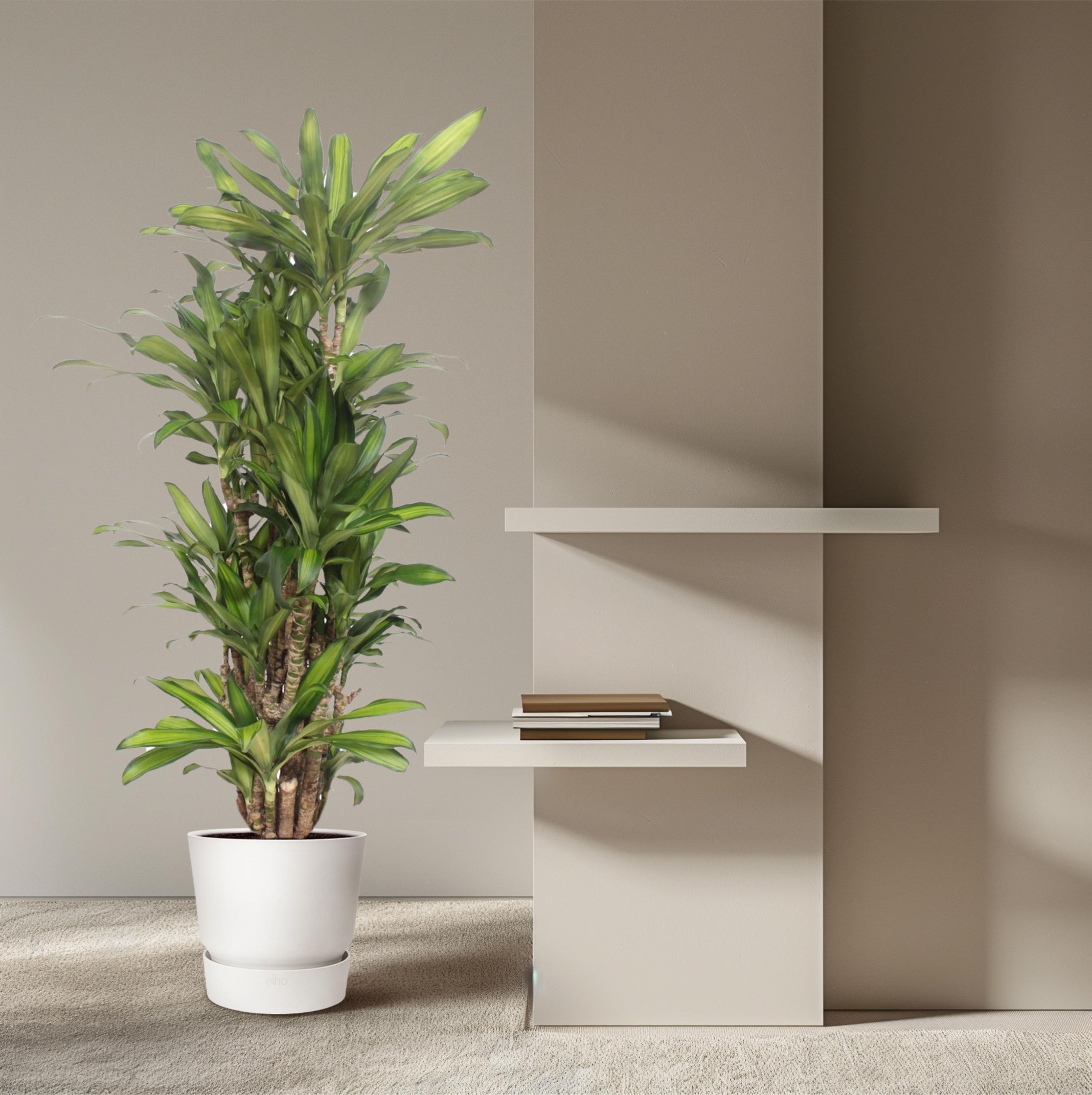 Dracaena Eve - Elegante Zimmerpflanze mit Spiralenblättern
