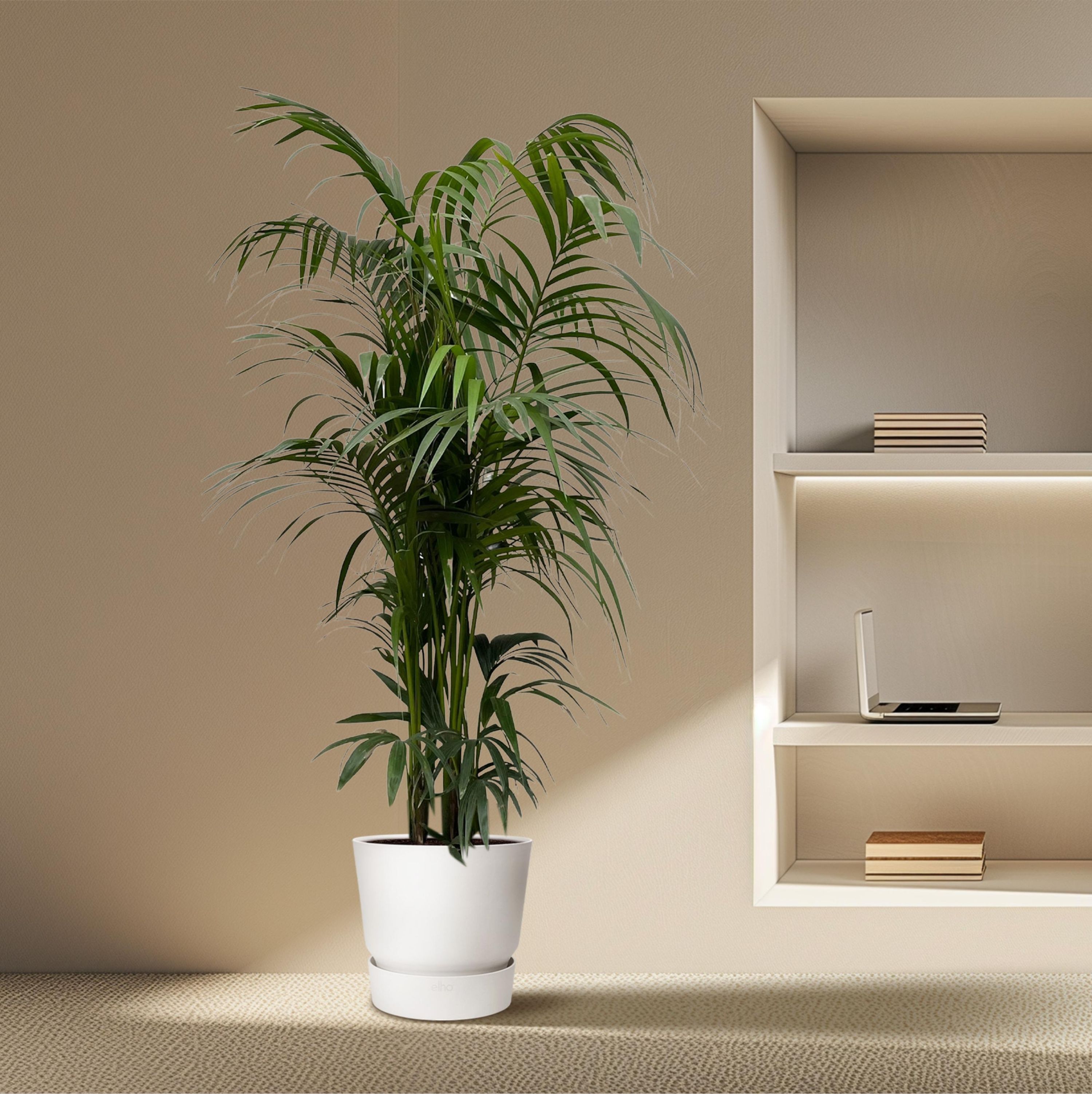 Kentia Palme für Innenräume mit elegantem Blattwerk