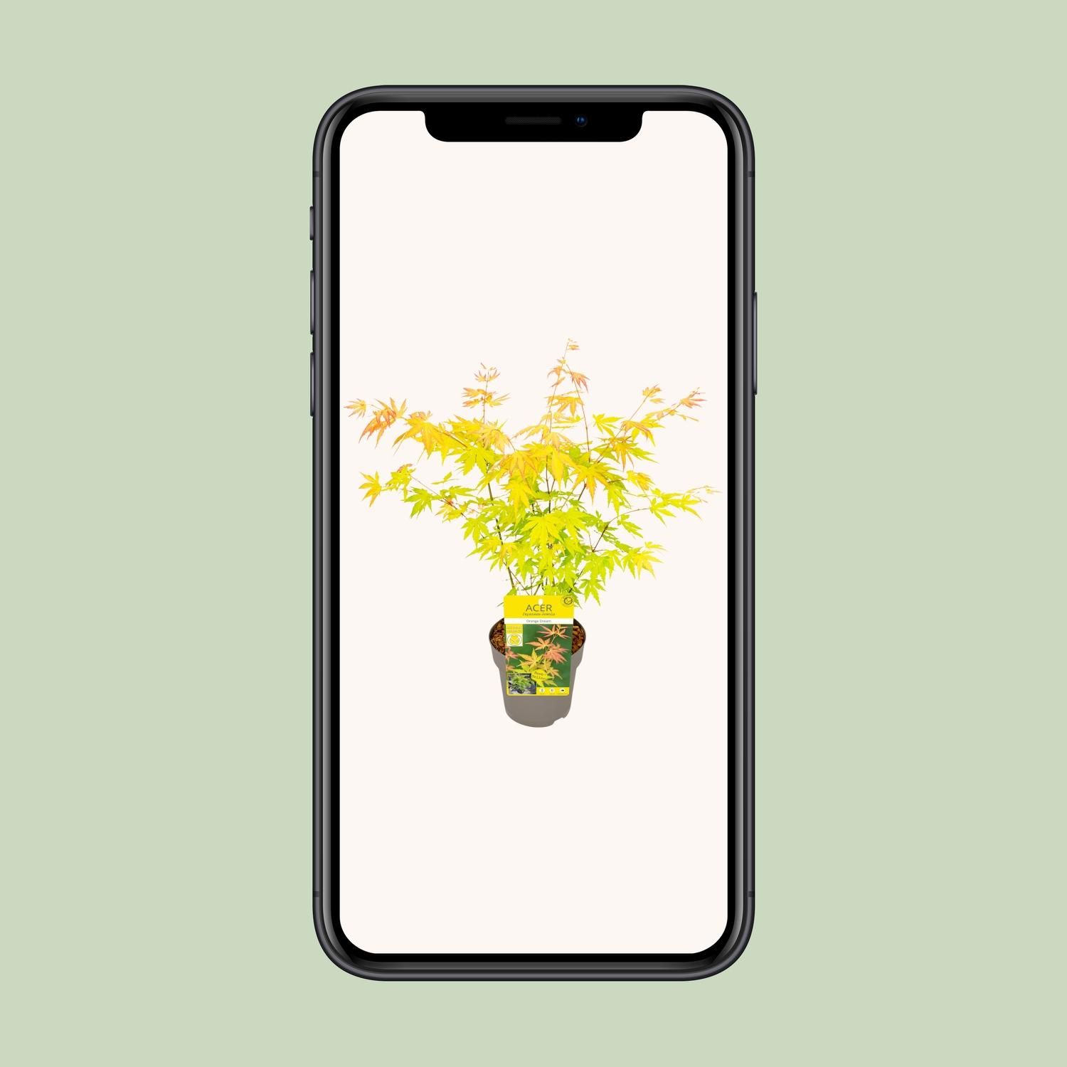 Acer Orange Dream Ahorn Pflanze