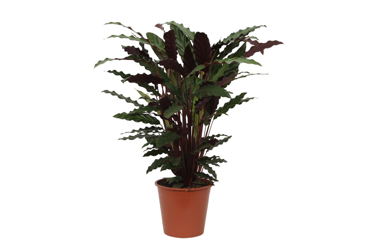Calathea Wavestar Zimmerpflanze