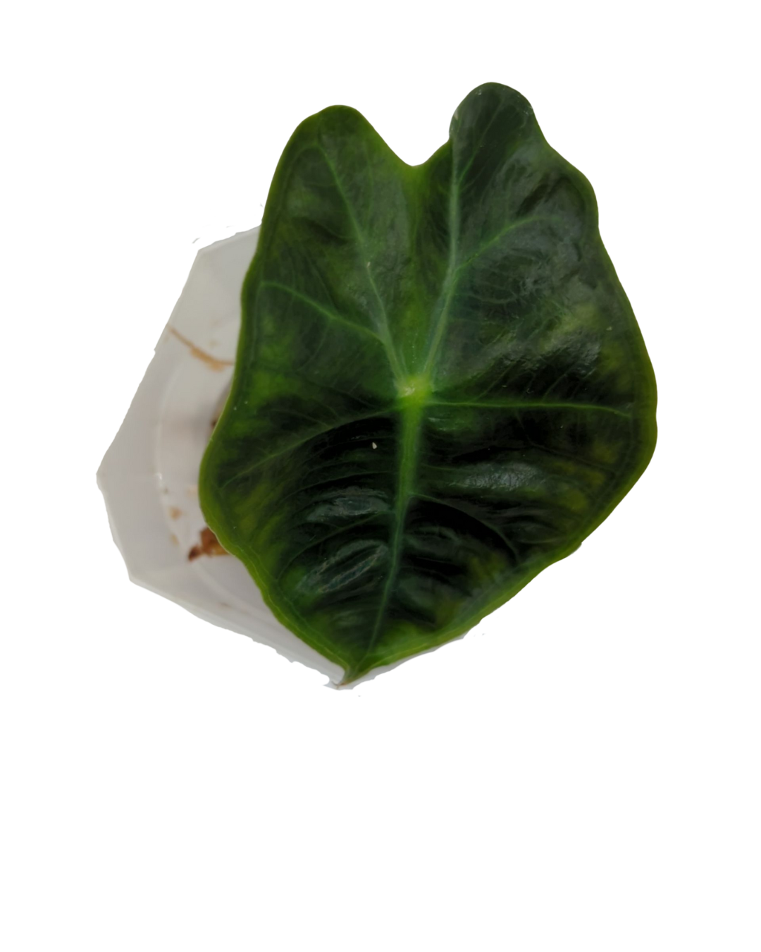Alocasia sanderiana Dwarf Amazonica