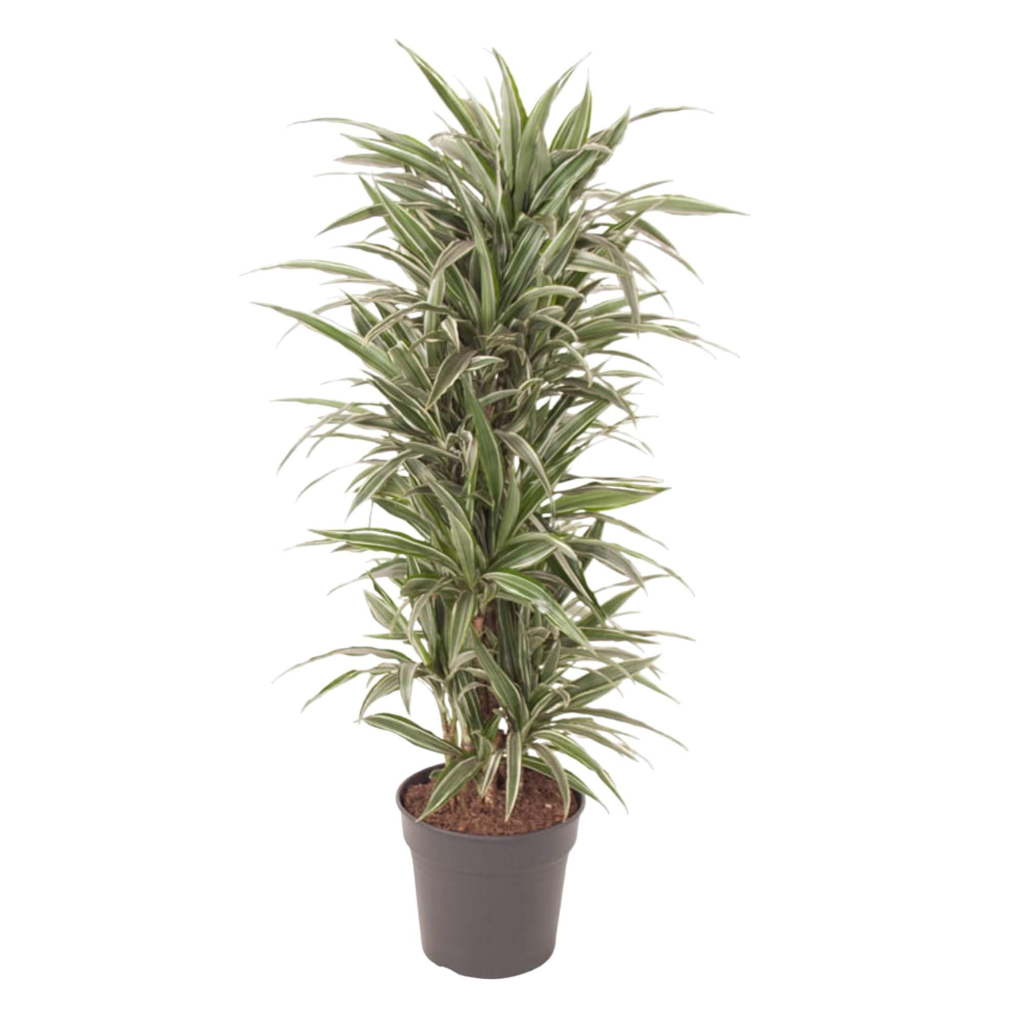 Dracaena Warneckei eleganter Zimmerpflanze