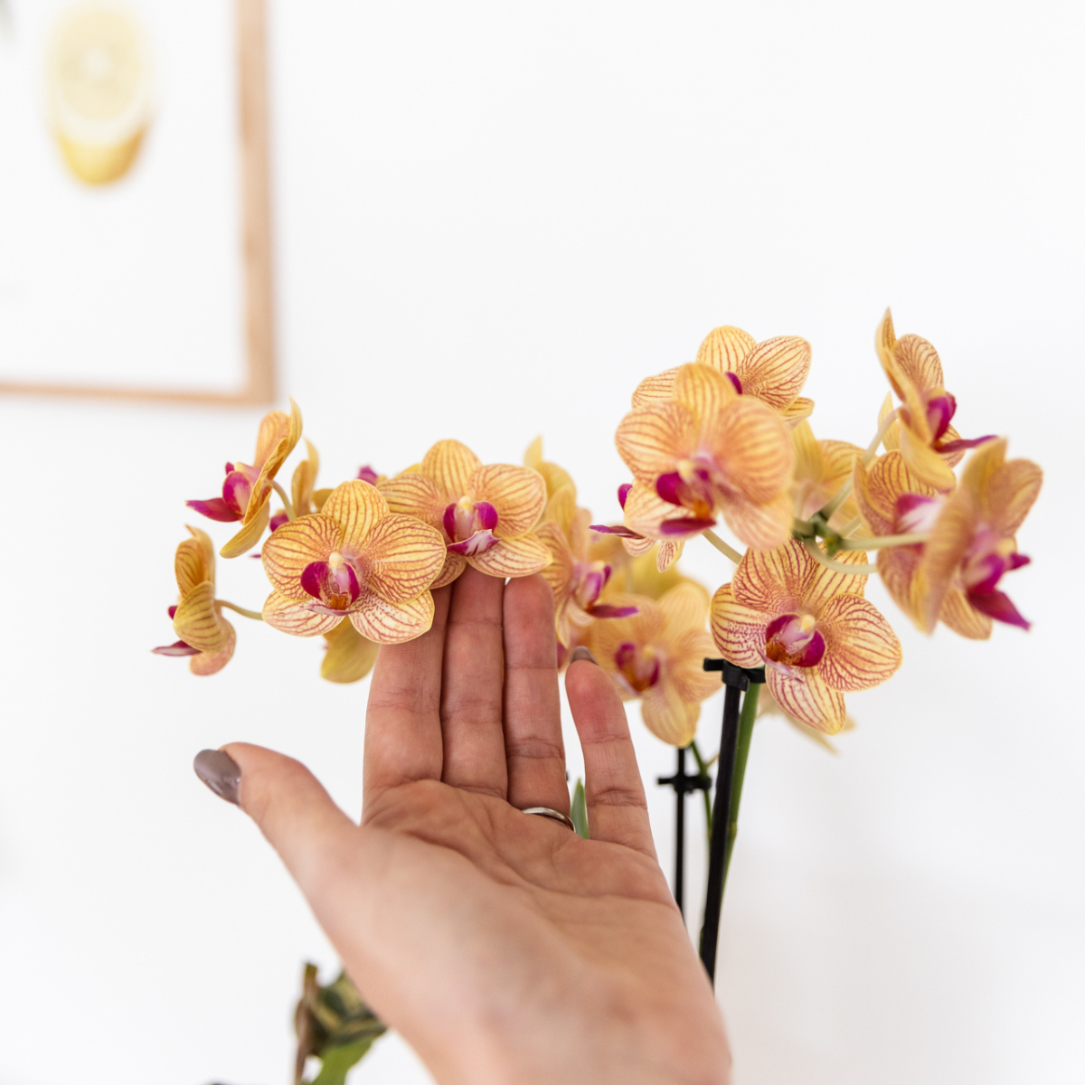 Orange Phalaenopsis Orchidee – Blühende Zimmerpflanze – Ø9cm Topf