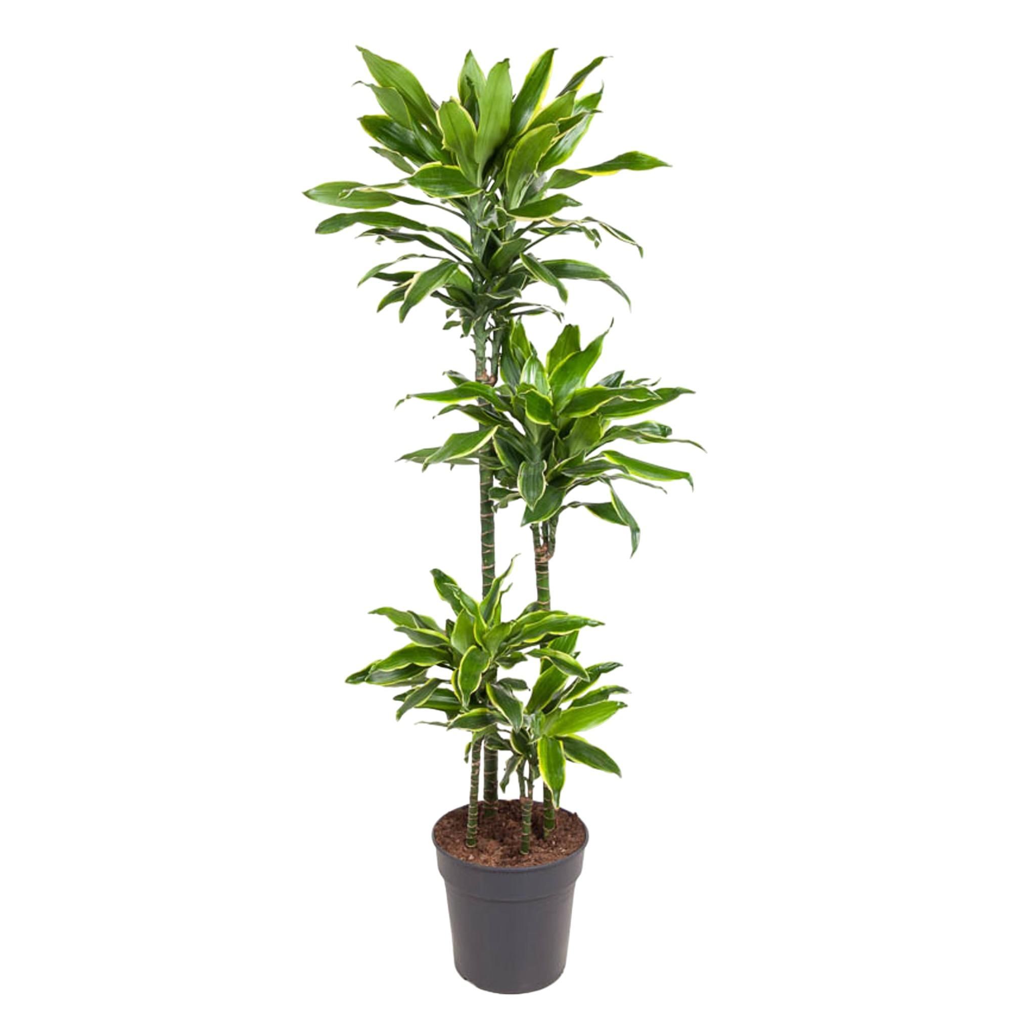 Dracaena Golden Coast Zimmerpflanze