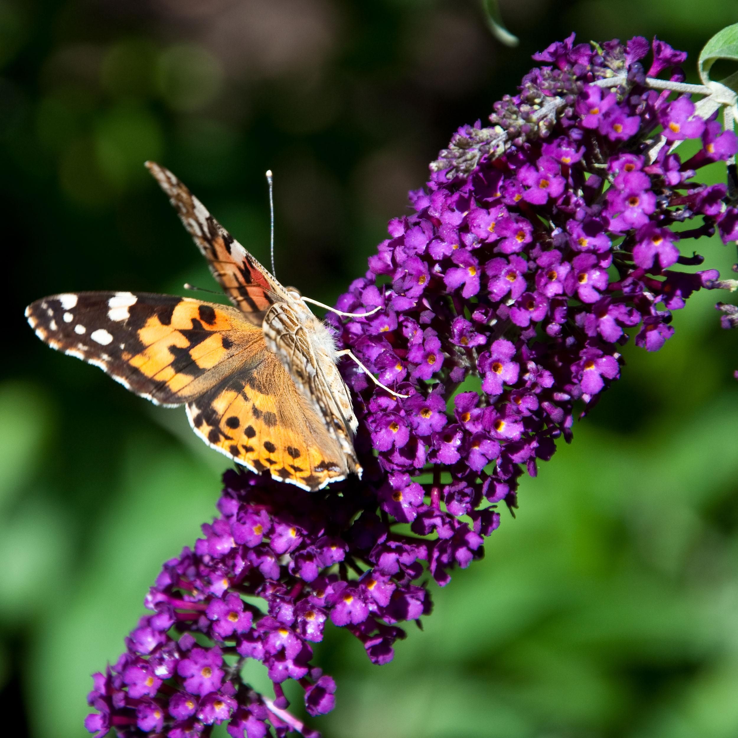 Schmetterlingsstrauch Buddleja – Lila Blüte – 1 Pflanze – Schmetterlingsanziehend