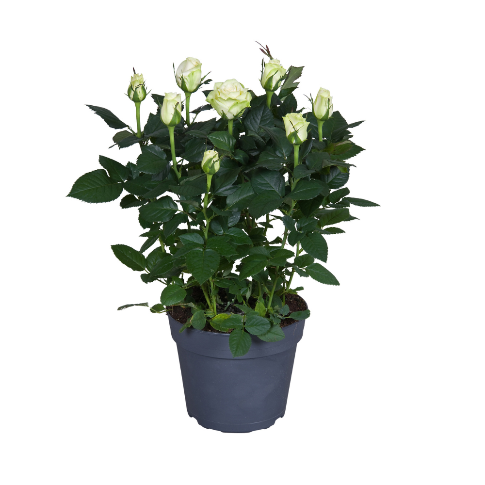 Elegante weiße Topfrose im 17 cm Übertopf