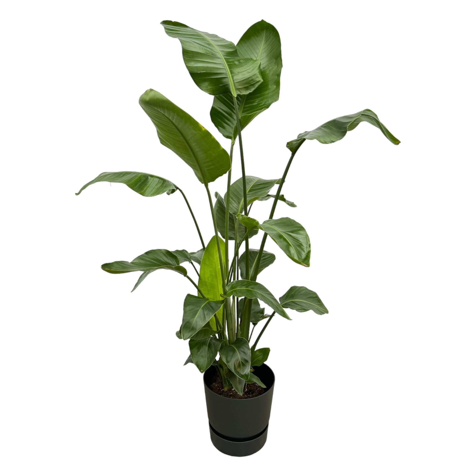 Strelitzia Nicolai Zimmerpflanze mit schwarzem Elho-Ca