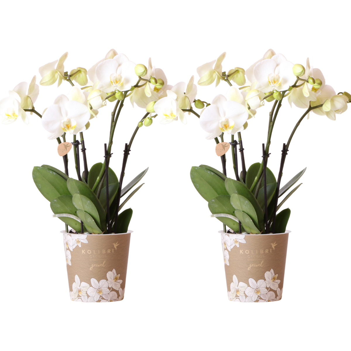 COMBI DEAL 2 weiße Phalaenopsis Orchideen – Ø12cm Topf – blühende Zimmerpflanze