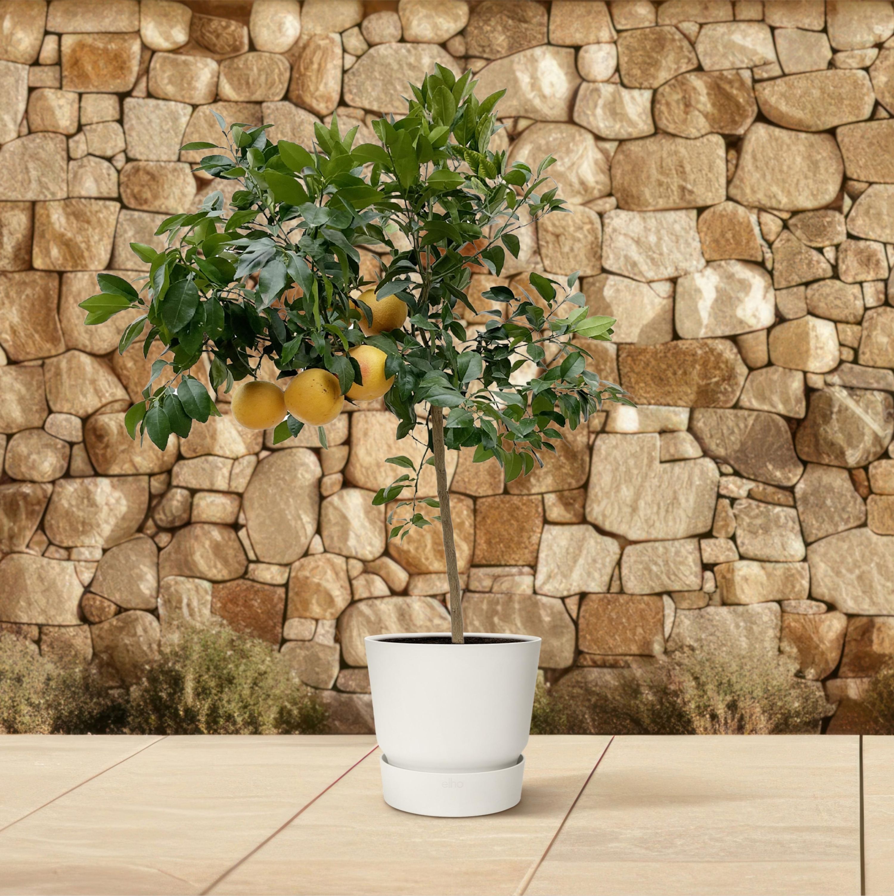 Citrus Calamondin Baum