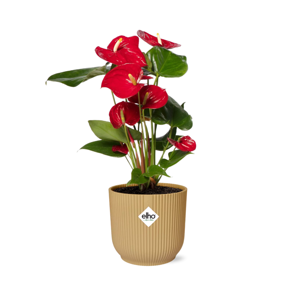 Anthurium Rotes Herz in Gelbem ELHO Vibes Fold Übertopf