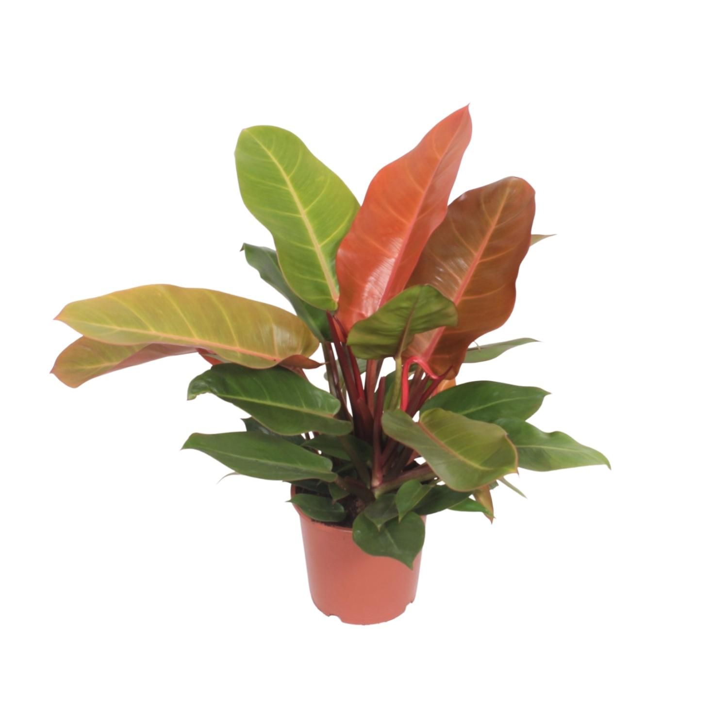 Philodendron Prince of Orange - Lebendige indoor Zimmerpflanze
