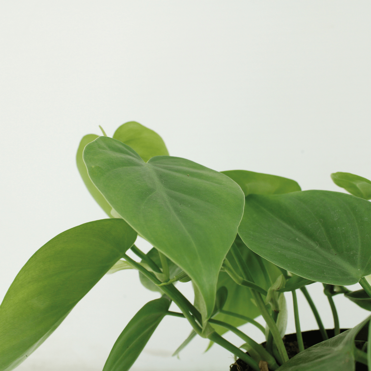 Philodendron Scandens hängende Zimmerpflanze