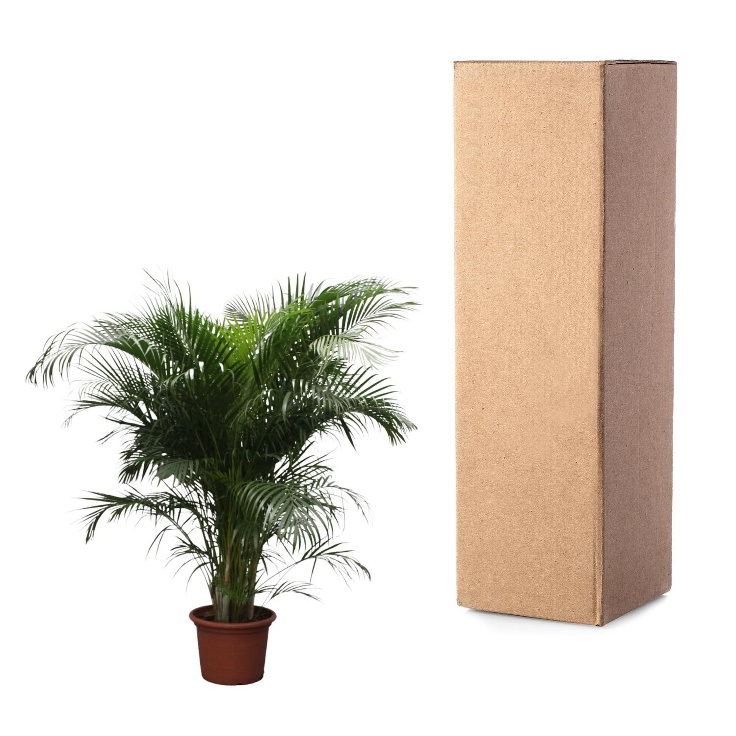 Dypsis Lutescens Areca-Palme