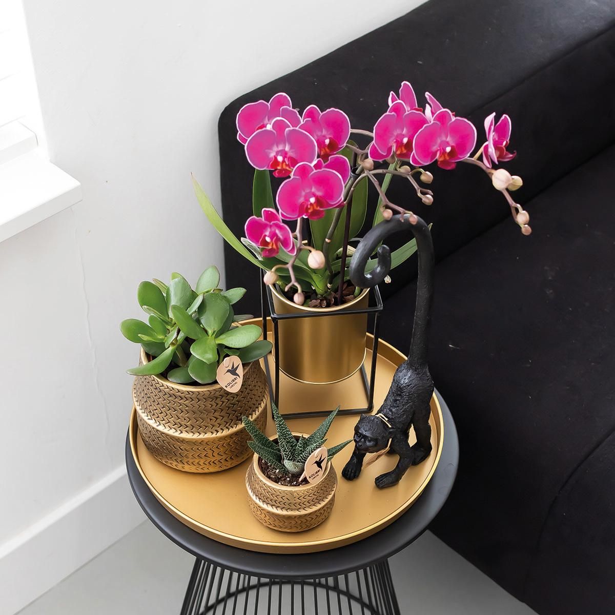 Phalaenopsis Orchidee lila – blühende Zimmerpflanze