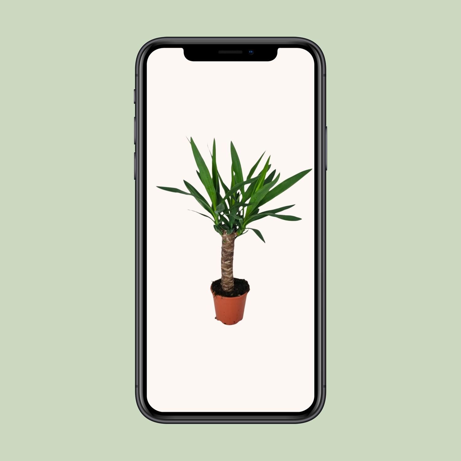Elegante Yucca Zimmerpflanze mit Luftreinigung
