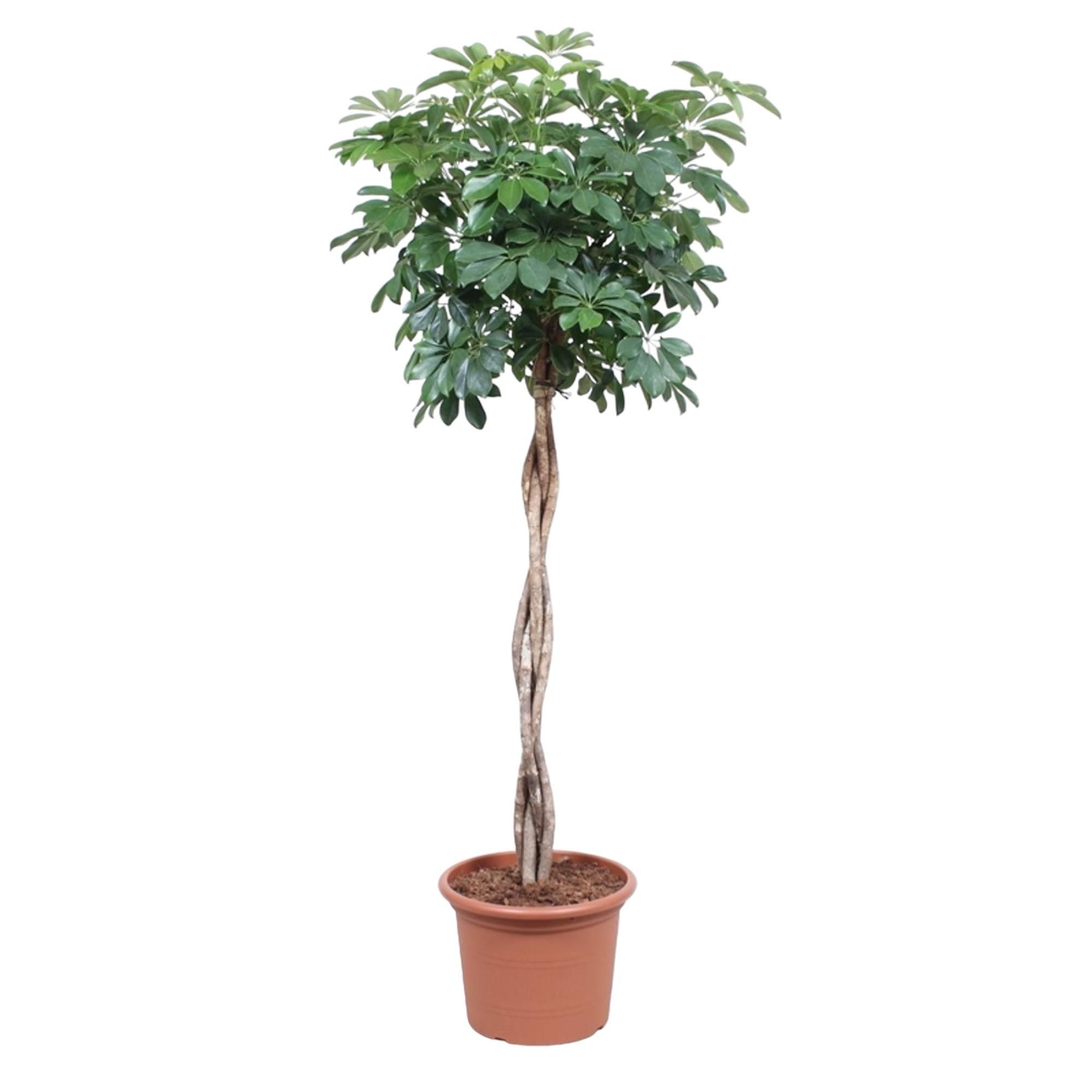 Schefflera Arboricola Compacta Zimmerpflanze mit geflochtenem Stamm