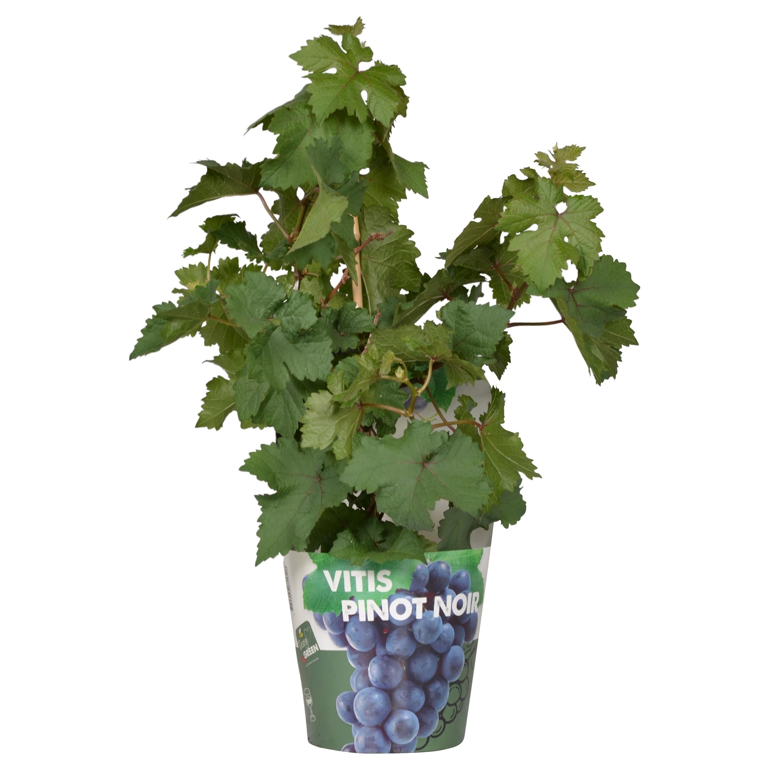Vitis Pixie Pinot Noir Zwergtraube