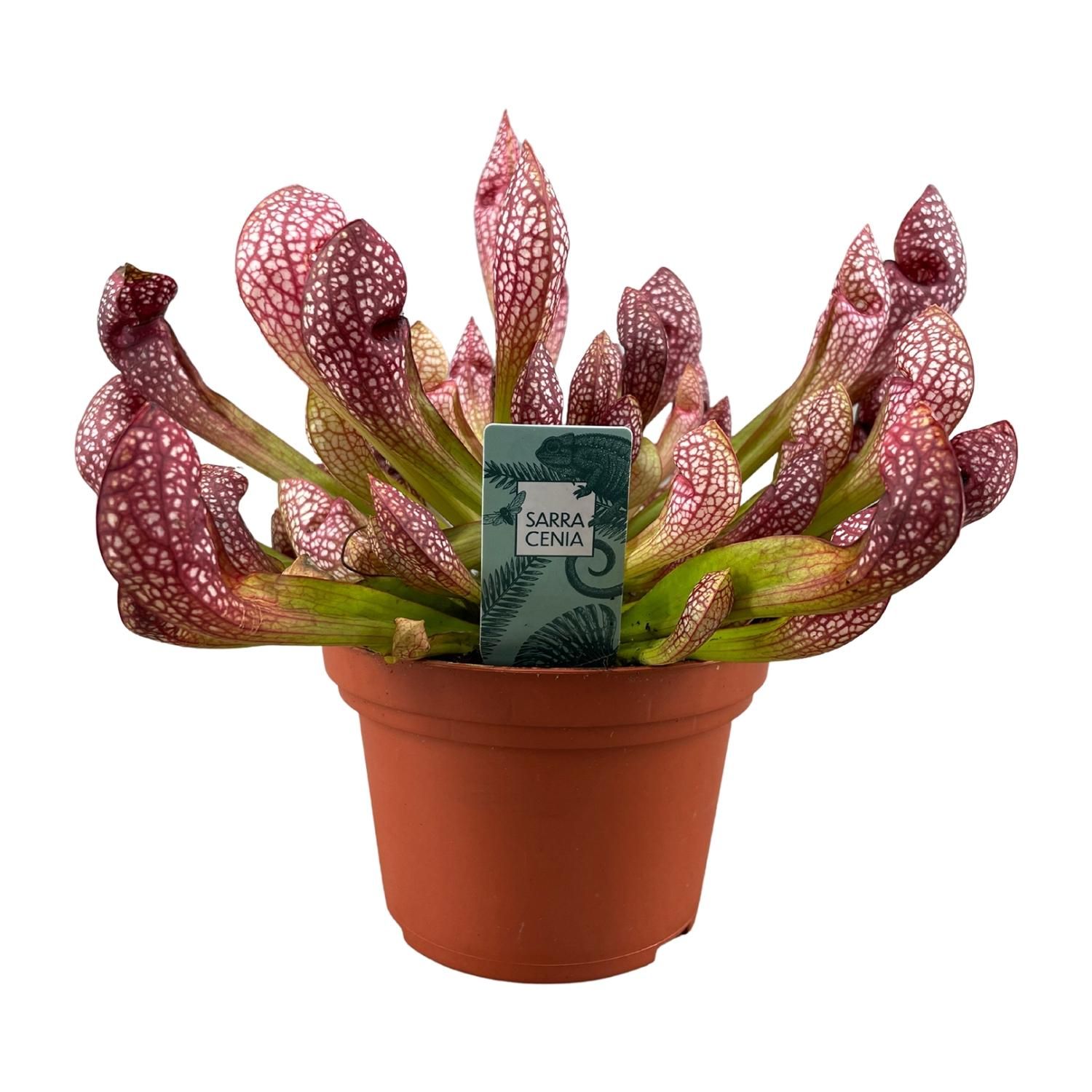 Sarracenia Scarlet Belle - Kannenpflanze für Halbschatten