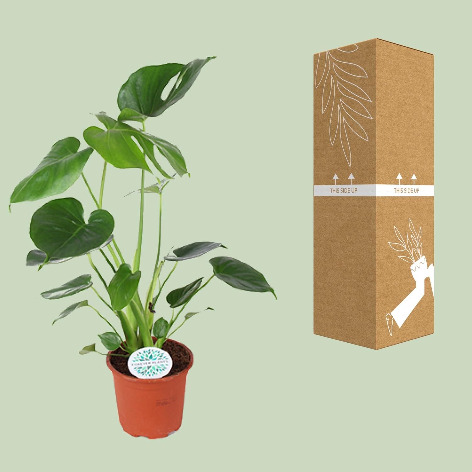 Monstera Deliciosa Zimmerpflanze