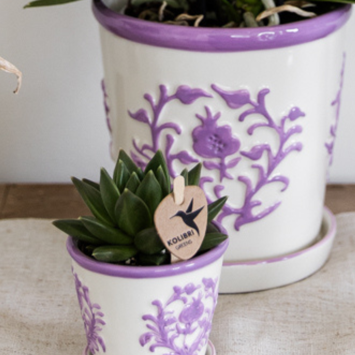 2x Campanula Addenda Ambella Intense Purple in Dekotöpfen – Staude – winterhart