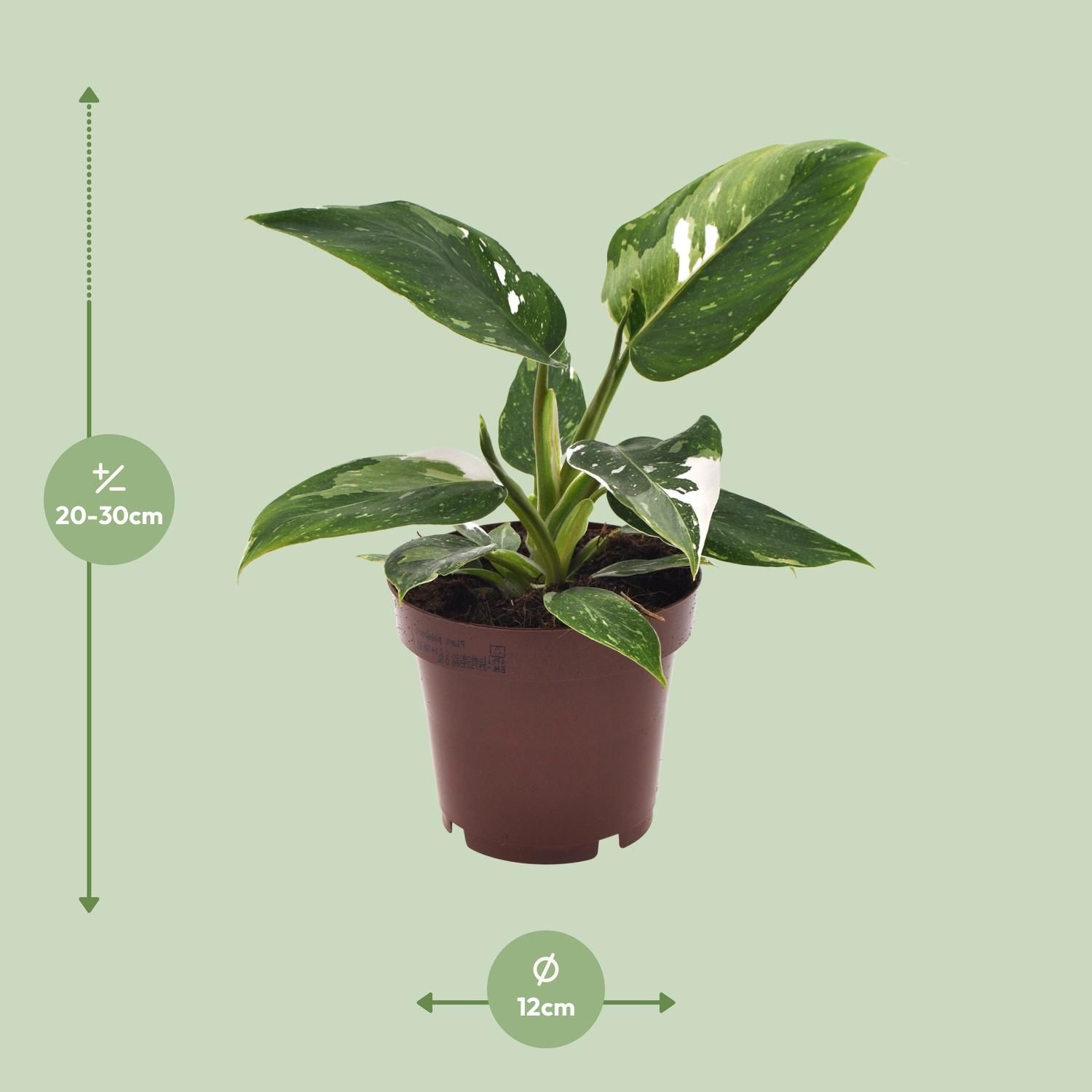 Philodendron White Princess Zimmerpflanze