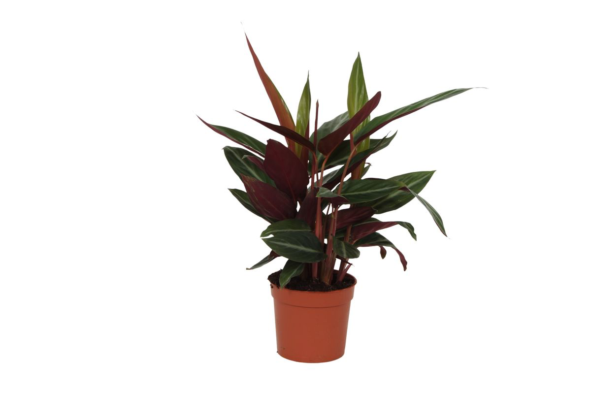 Calathea Stripestar Zimmerpflanze
