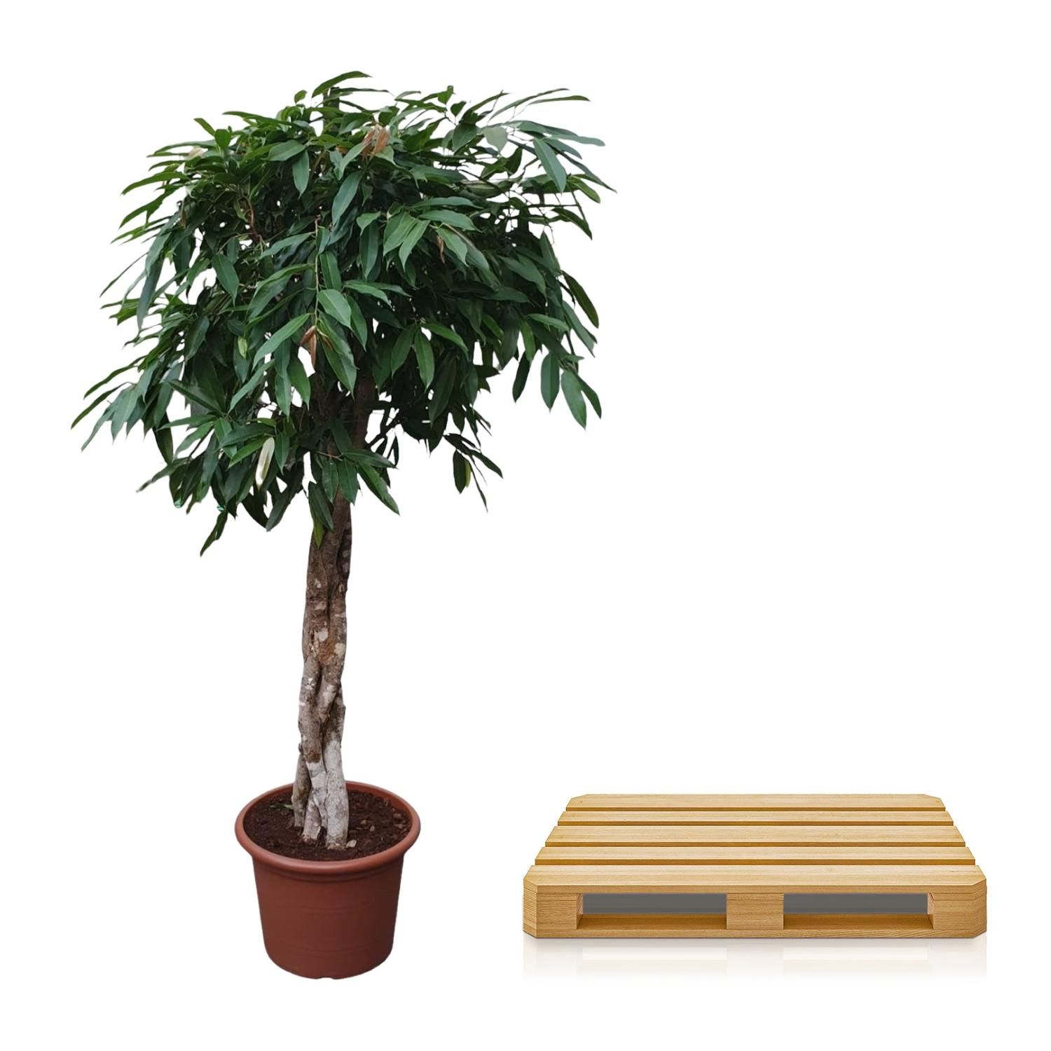 Ficus Amstel King mit geflochtenem Stamm