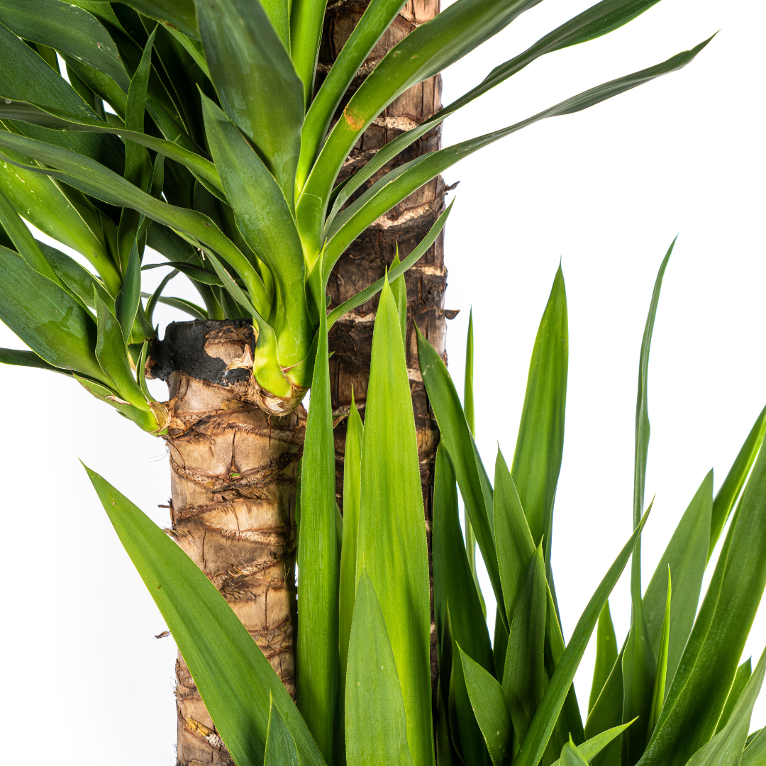 Yucca Elephantipes XL | Topf Ø27cm | Höhe 150-170cm