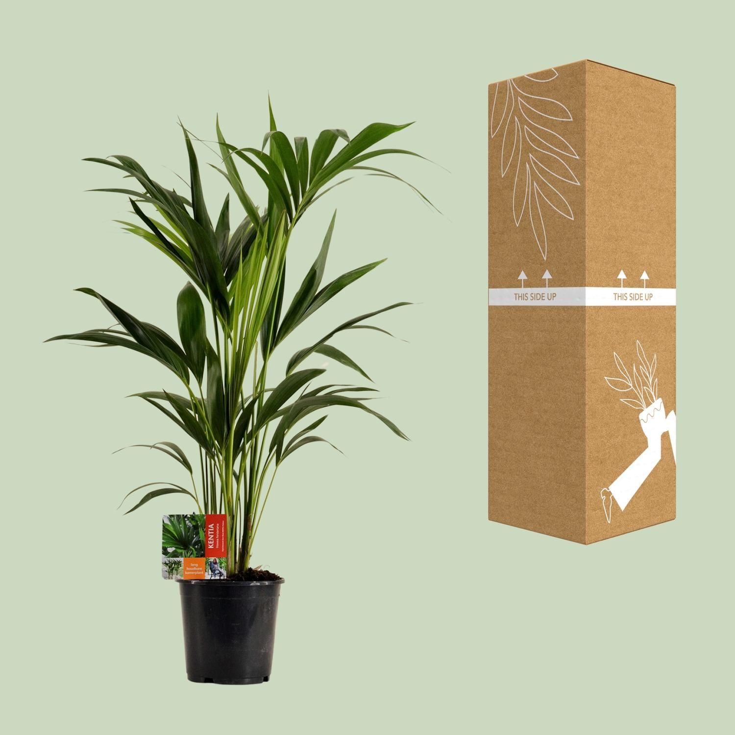 Kentia Palme Howea Forsteriana