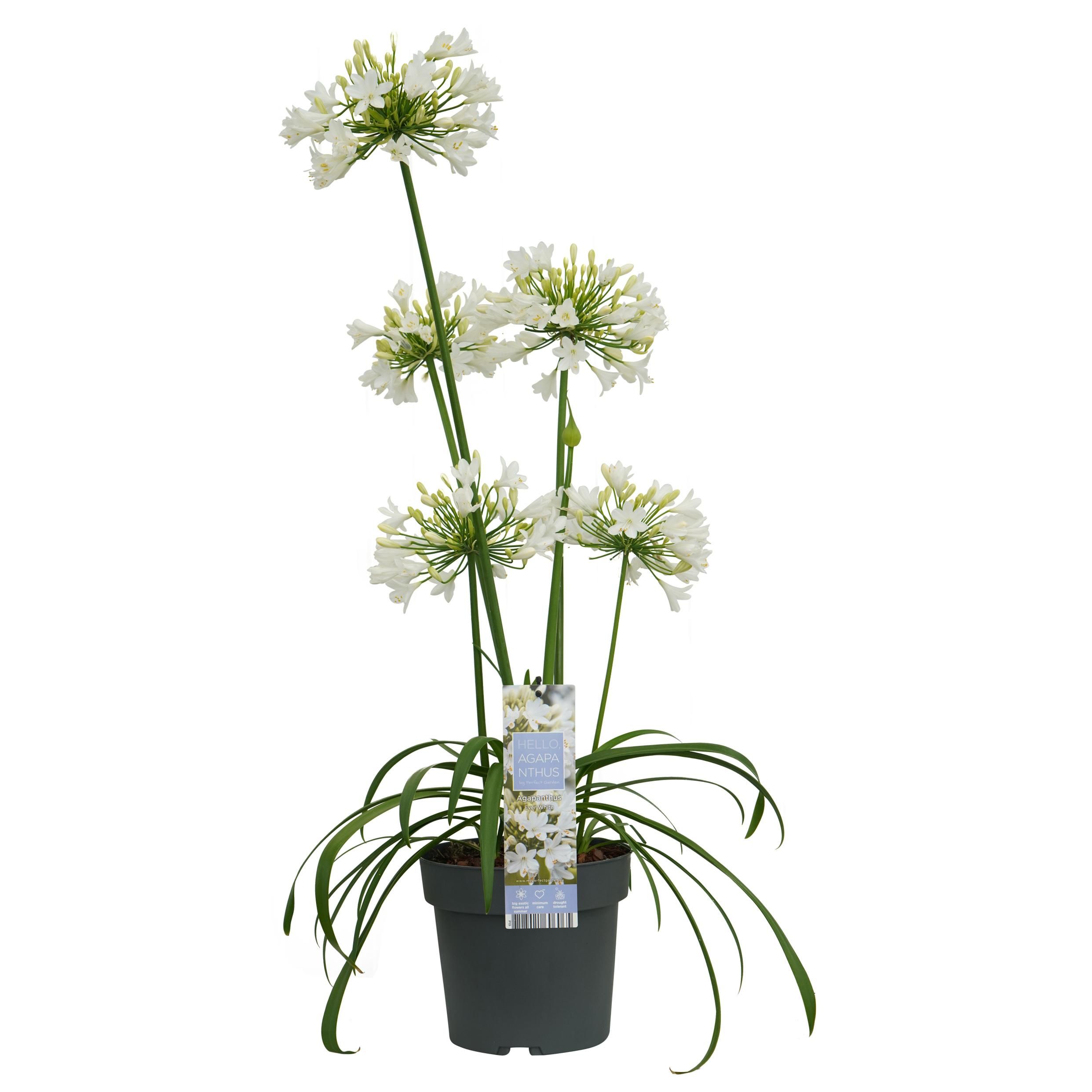 Agapanthus Ever White Pflanze