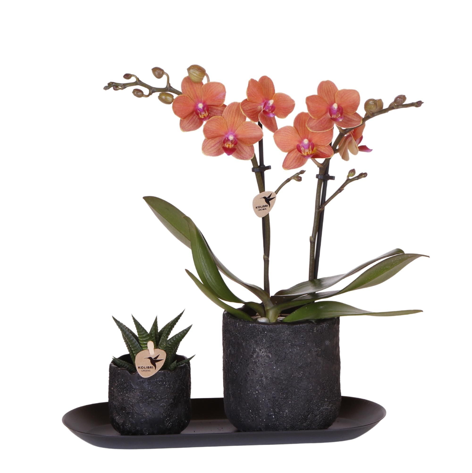 Phalaenopsis Orchidee Bolzano mit Sukkulente im Keramiktopf
