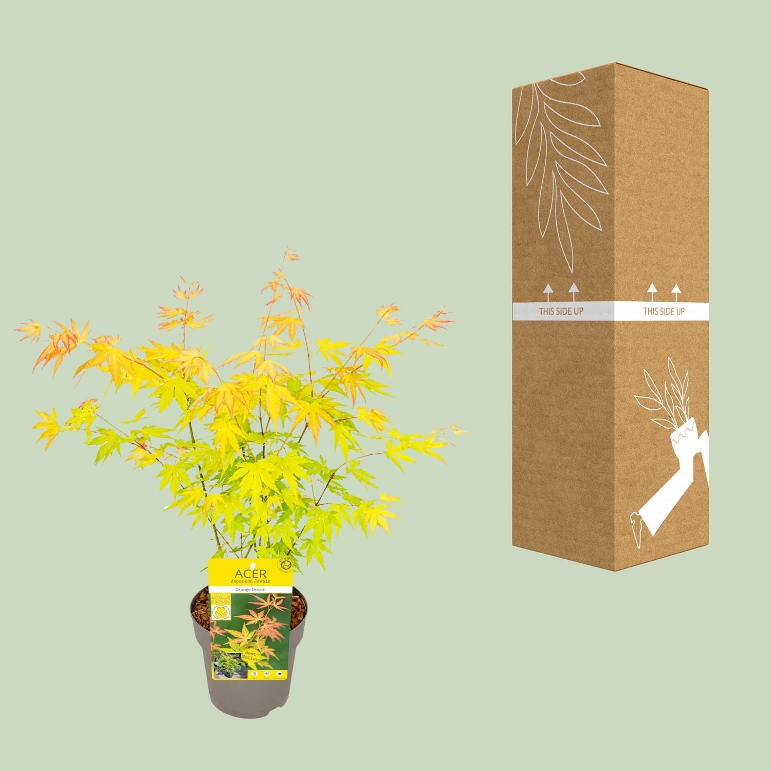 Acer Orange Dream Ahorn Pflanze