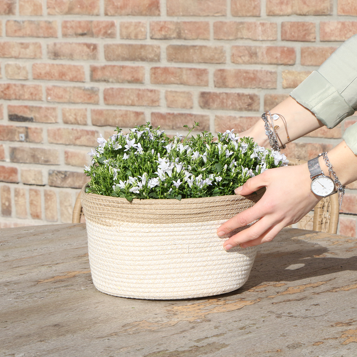 Campanula Addenda Weiß im Baumwollkorb mit Bewässerungssystem