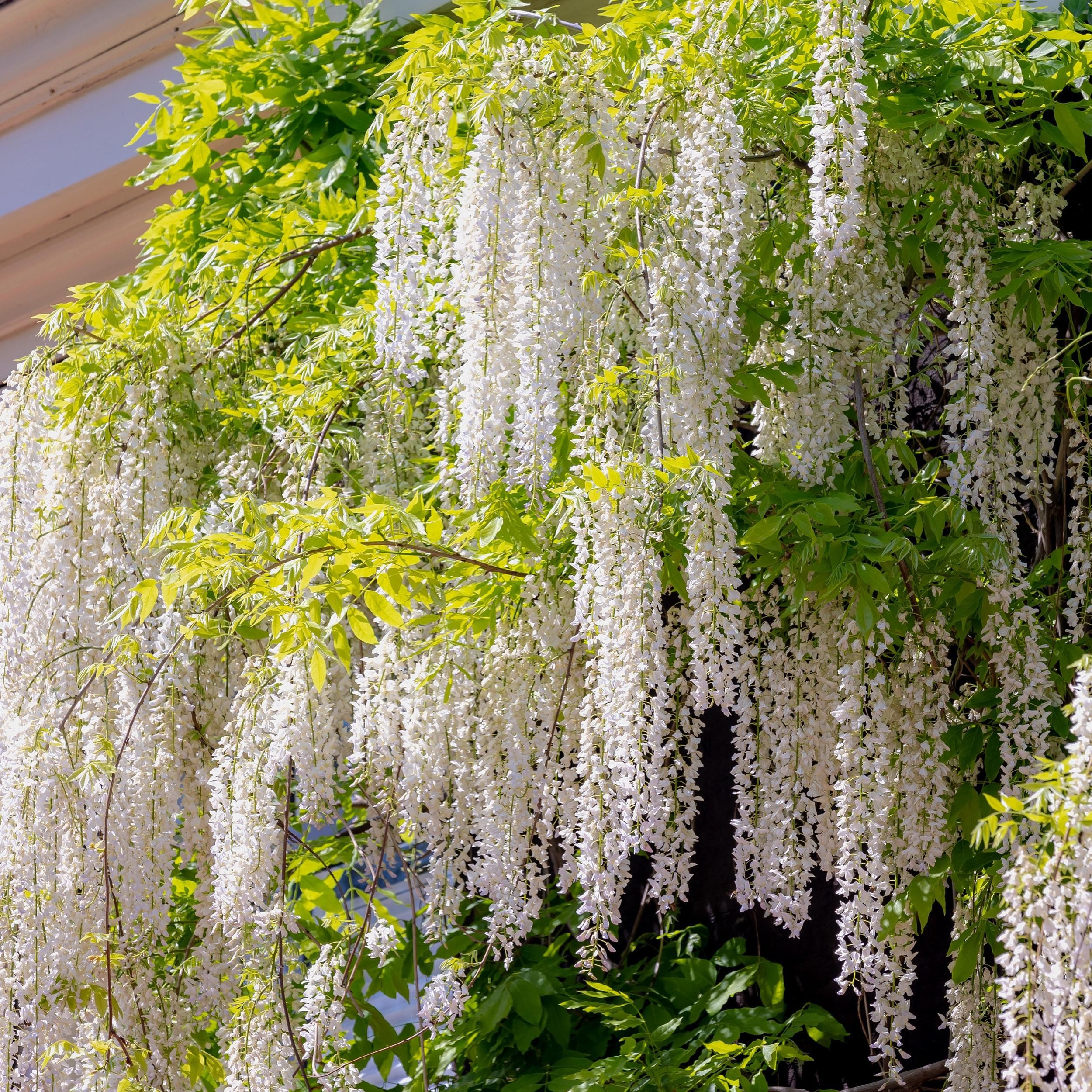 Blauregen Wisteria floribunda Alba – Weiße Blüten – 1 Pflanze – Topf 11cm