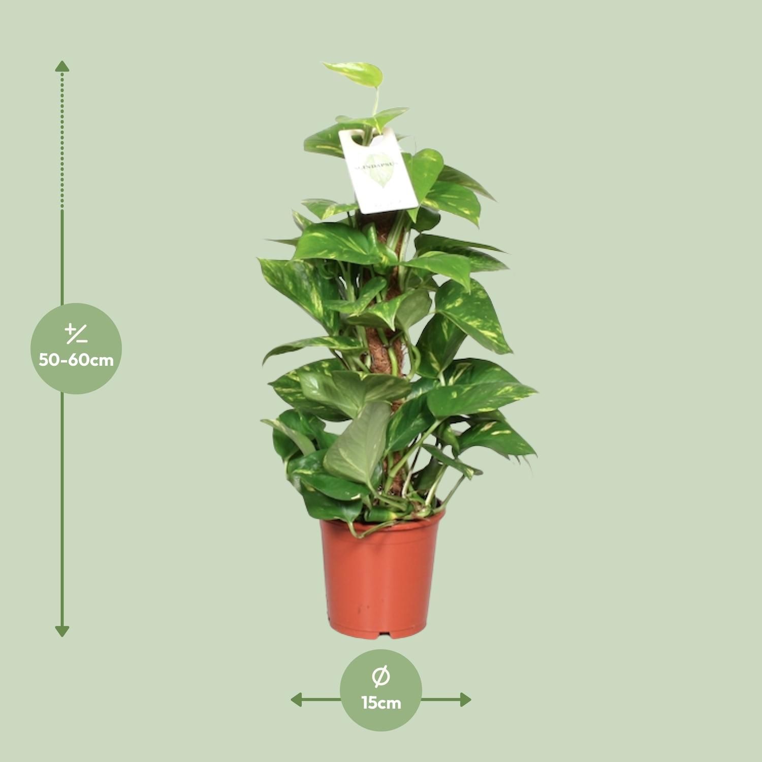 Goldene Efeutute Epipremnum Pinnatum