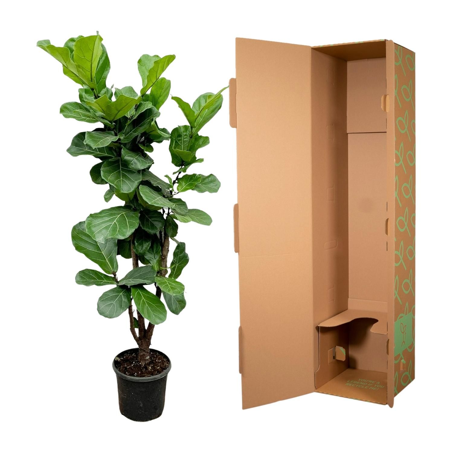 Ficus Lyrata Geigenfeige Zimmerpflanze