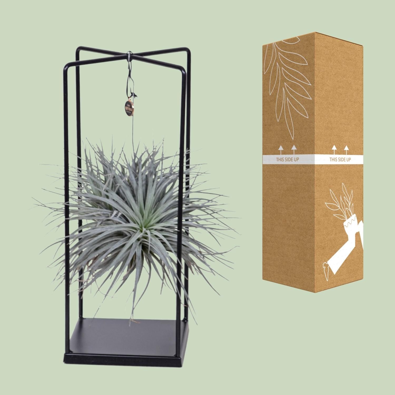 Tillandsia Luftpflanze Mix