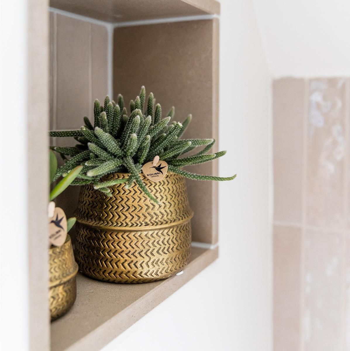 Phalaenopsis Orchidee und Aloe Sukkulente im Goldtopf