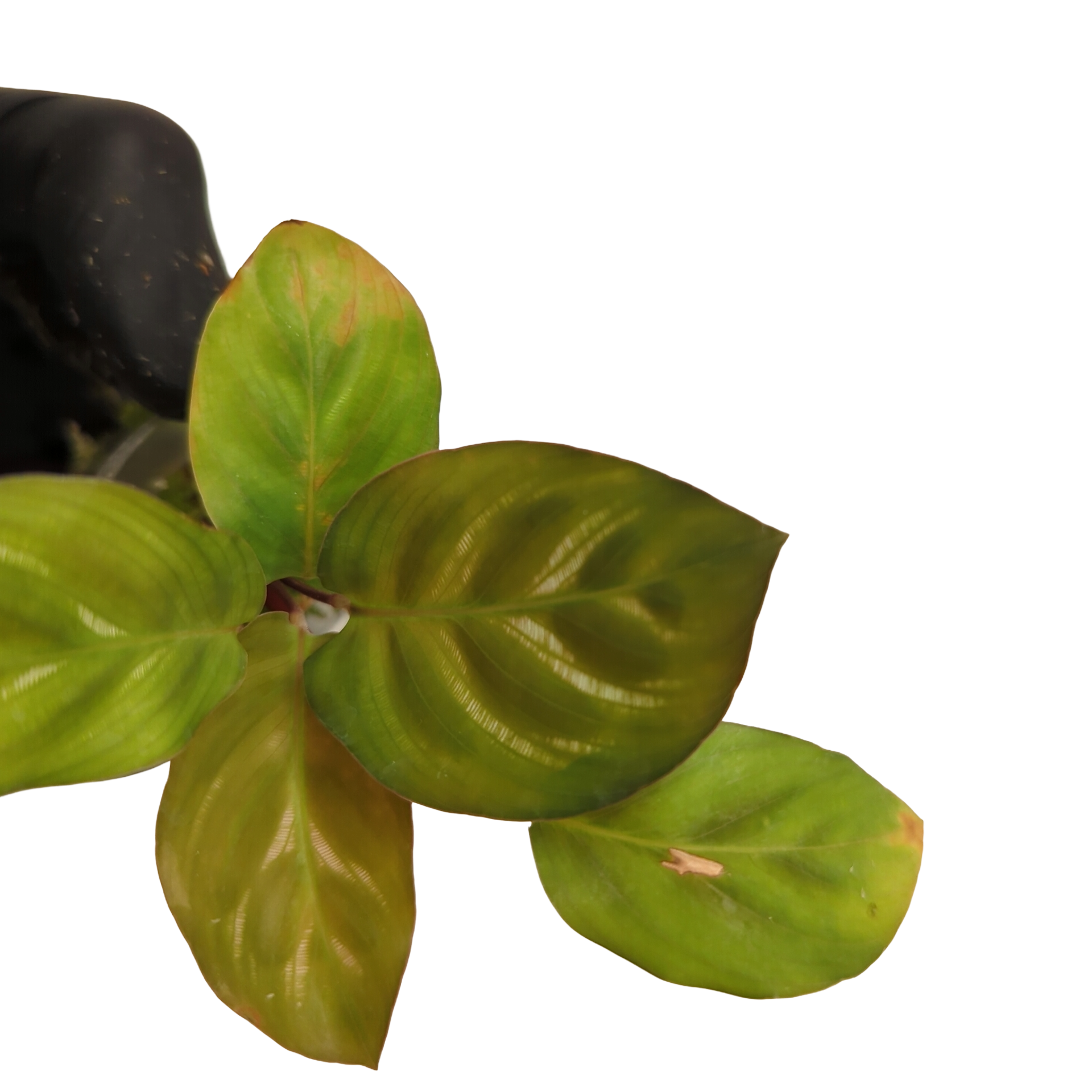 Baby Calathea makoyana + selbstbewässernder Übertopf